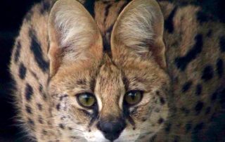 kleuren serval
