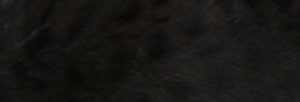 melanistic
