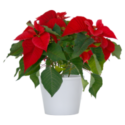 fiftige-kamerplant-euphorbia-pulcherrima-250×250