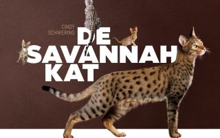 Savannah kat
